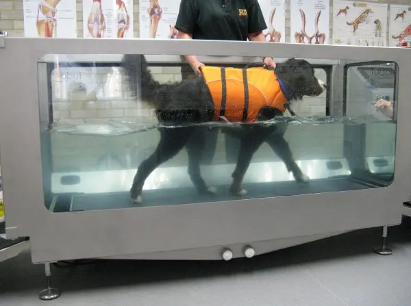 Canine hydrotherapy treadmill sale