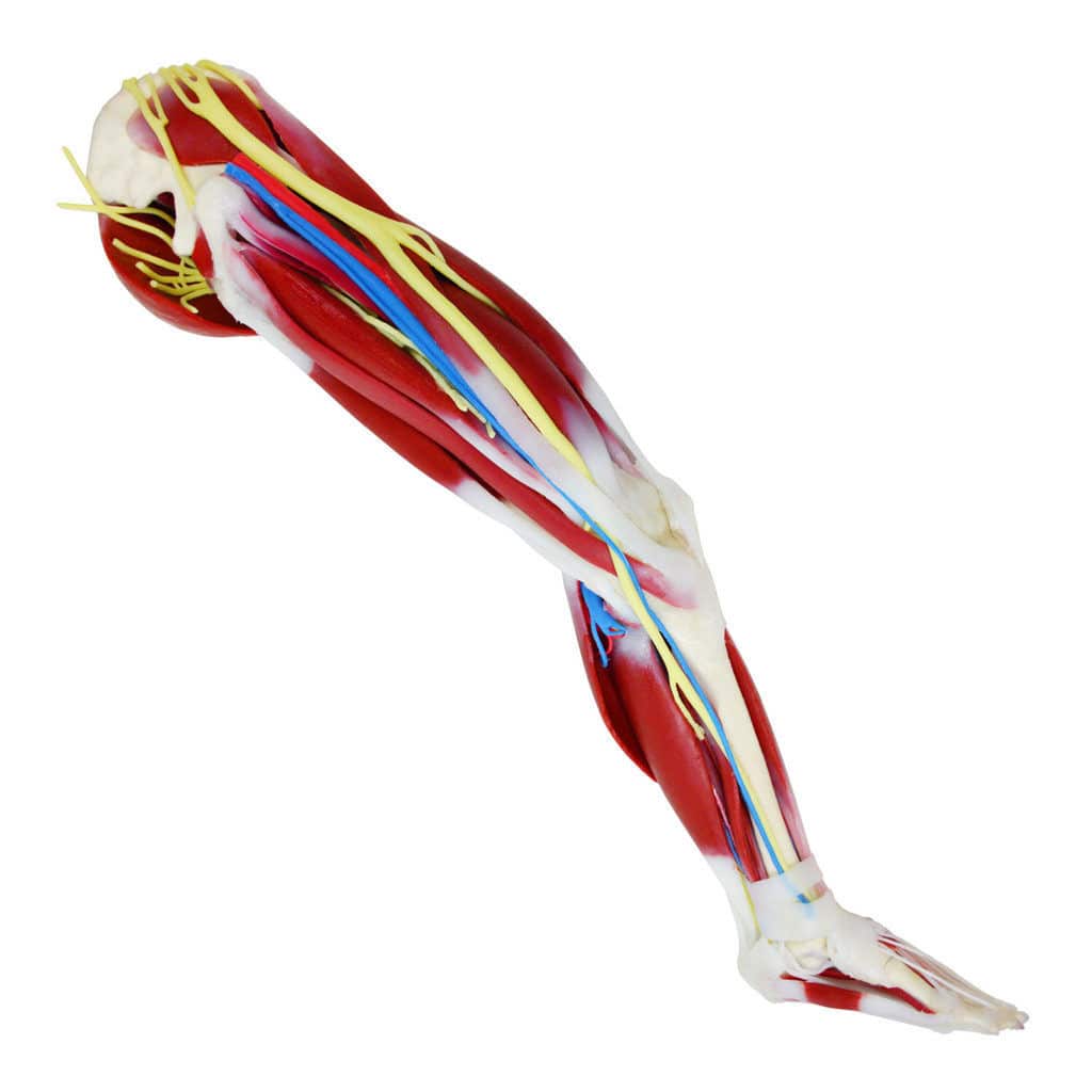 Hip anatomy model 102470 SynDaver Labs knee / joint / muscular