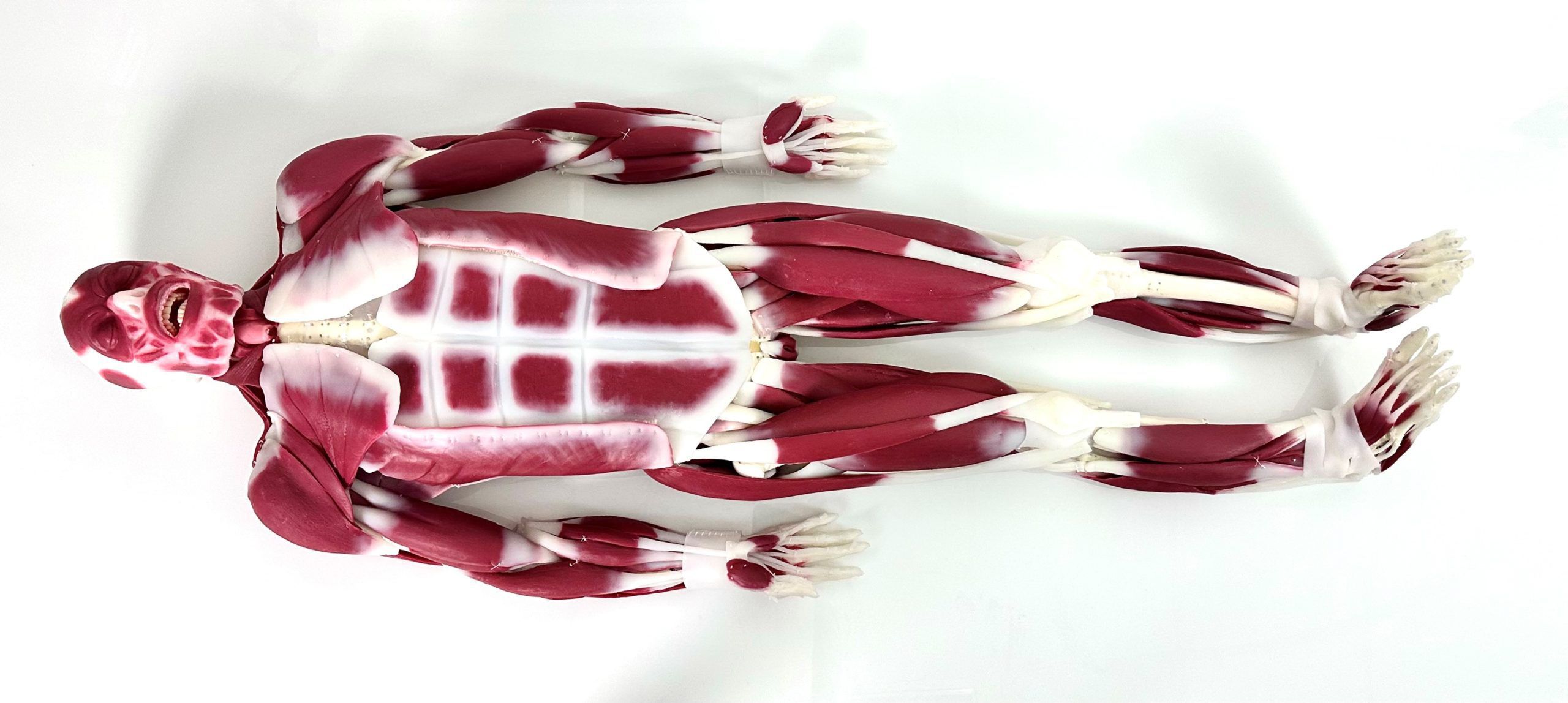 Joint anatomy model 102010 SynDaver Labs muscular / silicone