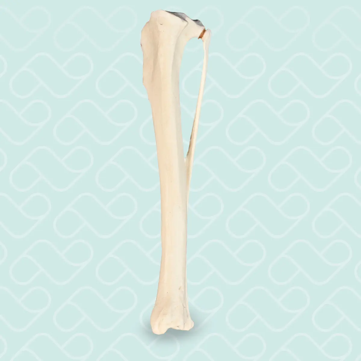 Bone model - AV210ESP - Nacional Ossos - tibia / for teaching / canine