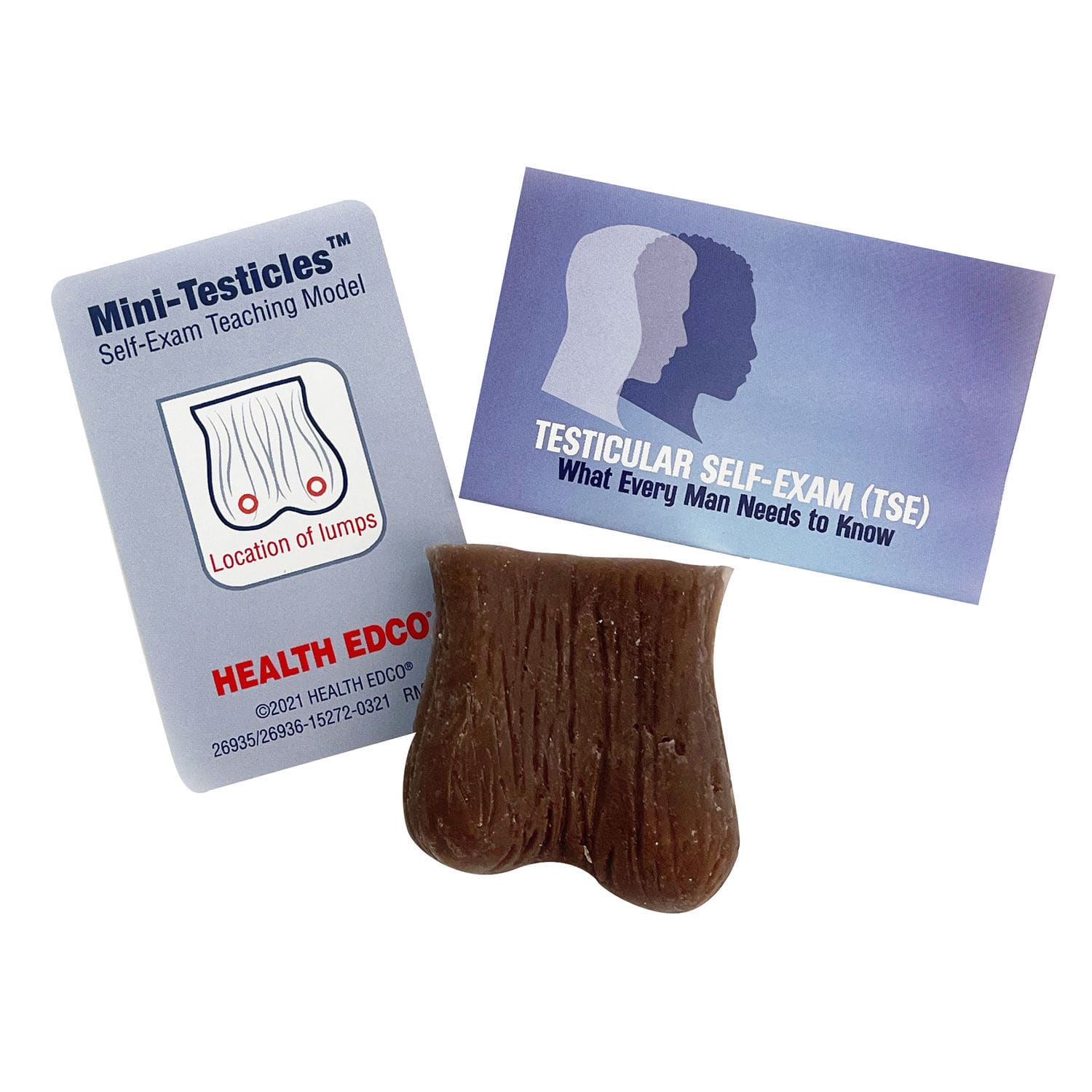 Testicular examination simulator - 26936 - Health Edco & Childbirth  Graphics - testicle