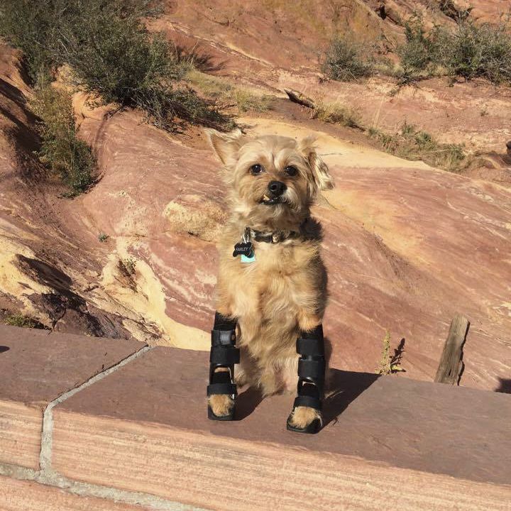 Dog veterinary orthosis Hero Braces wrist / articulated