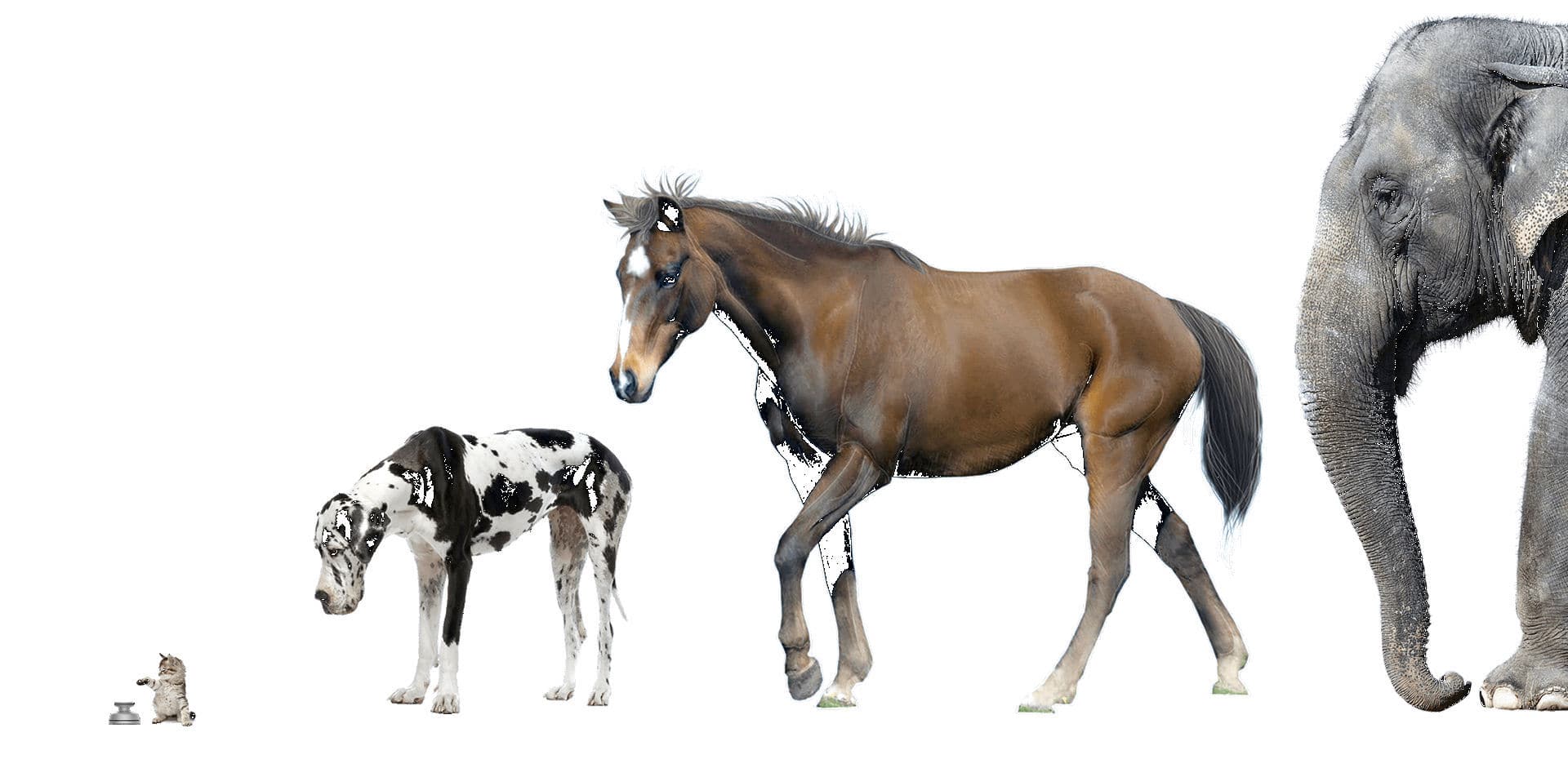 Veterinary stethoscope Stethee Vet M3DICINE electronic / wireless