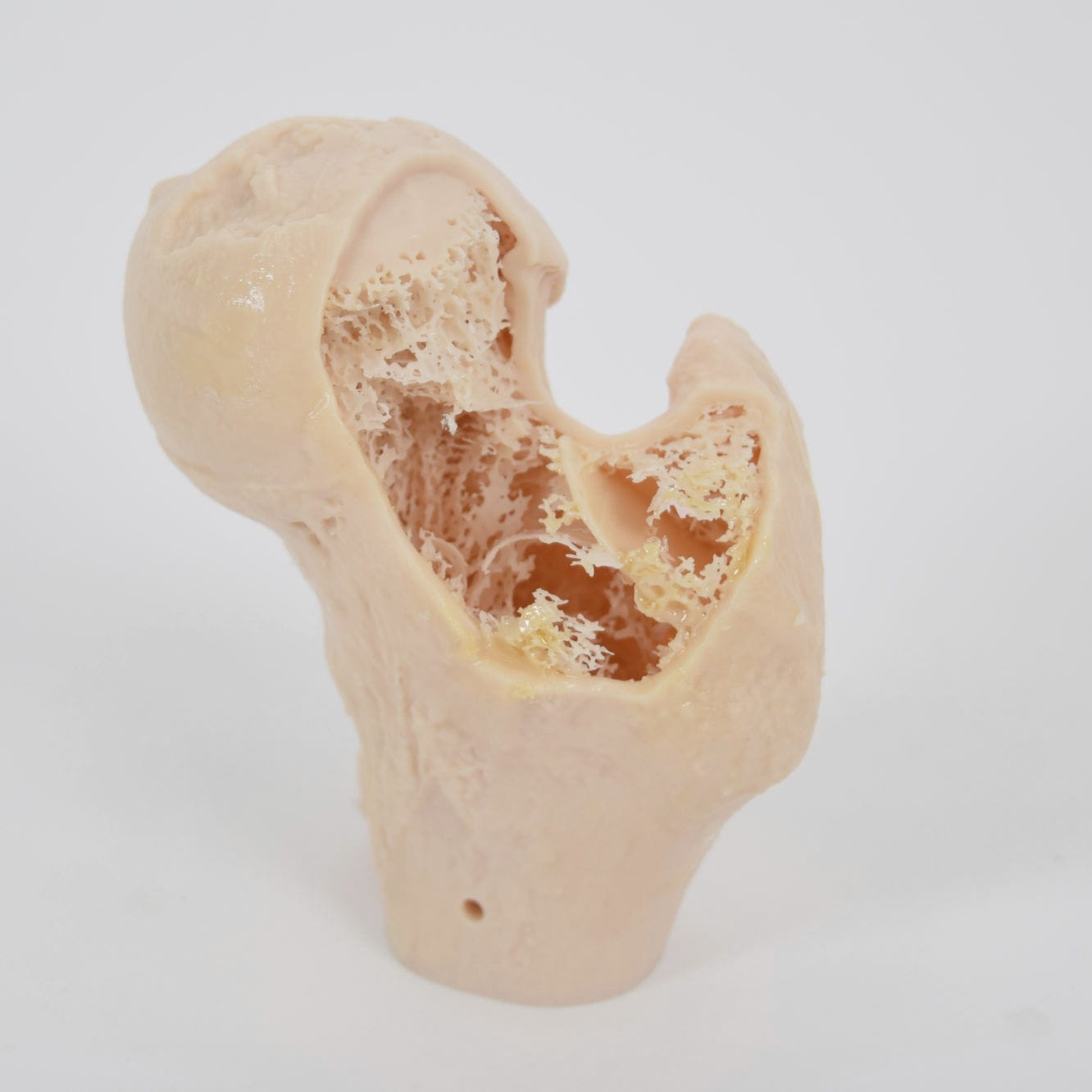 Bone model - SYNBONE AG - orthopedic surgery / training / polyurethane