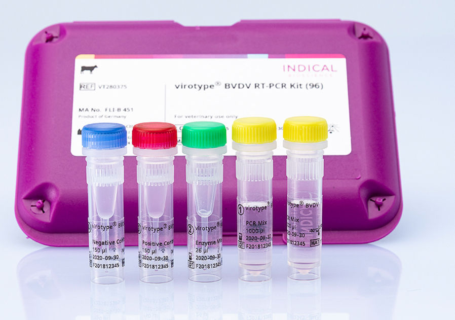 Bovine viral diarrhea test kit virotype INDICAL BIOSCIENCE