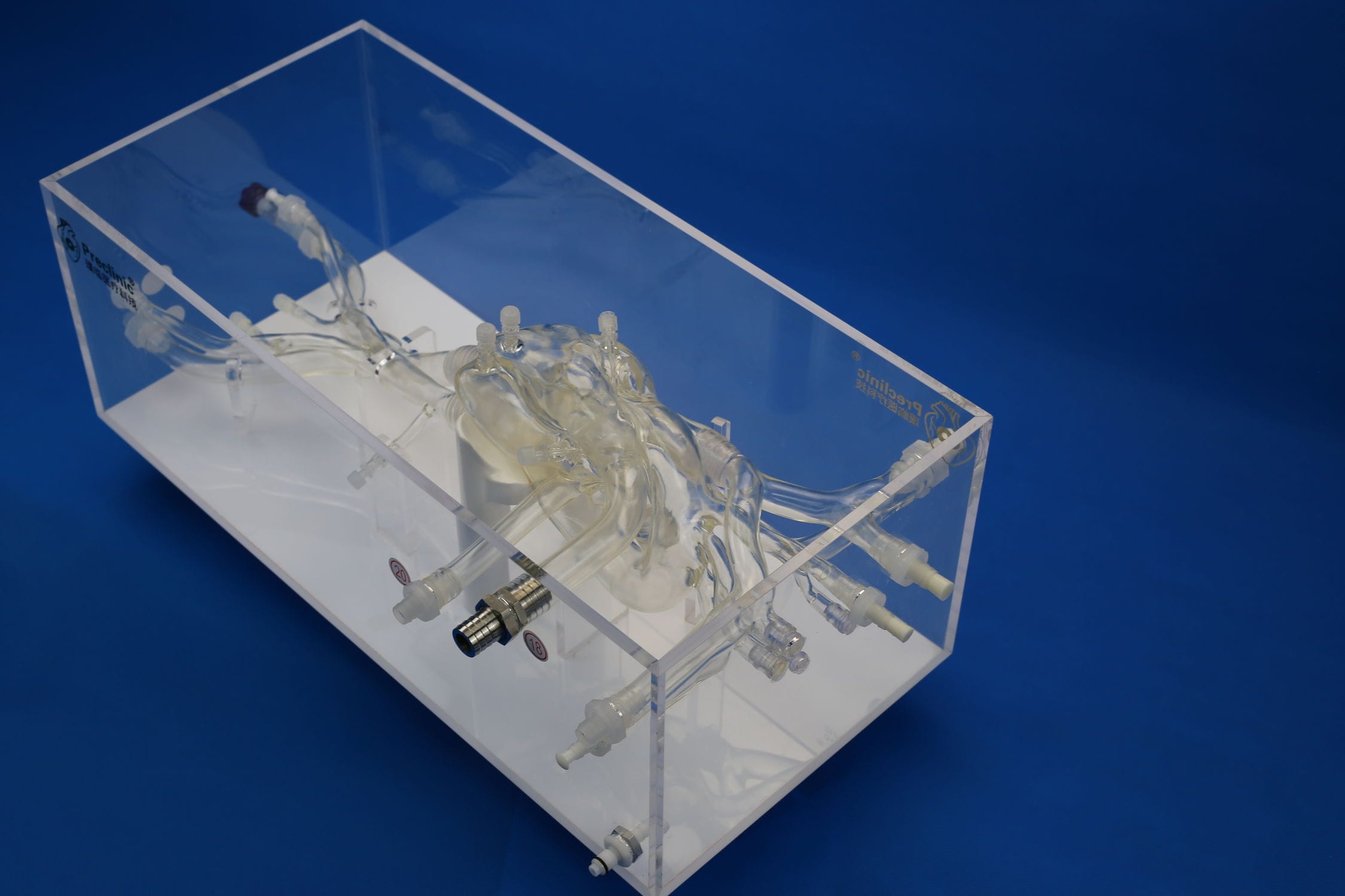 Cardiac anatomical model - PLXG1009 - Shanghai Preclinic Medtech - vena ...