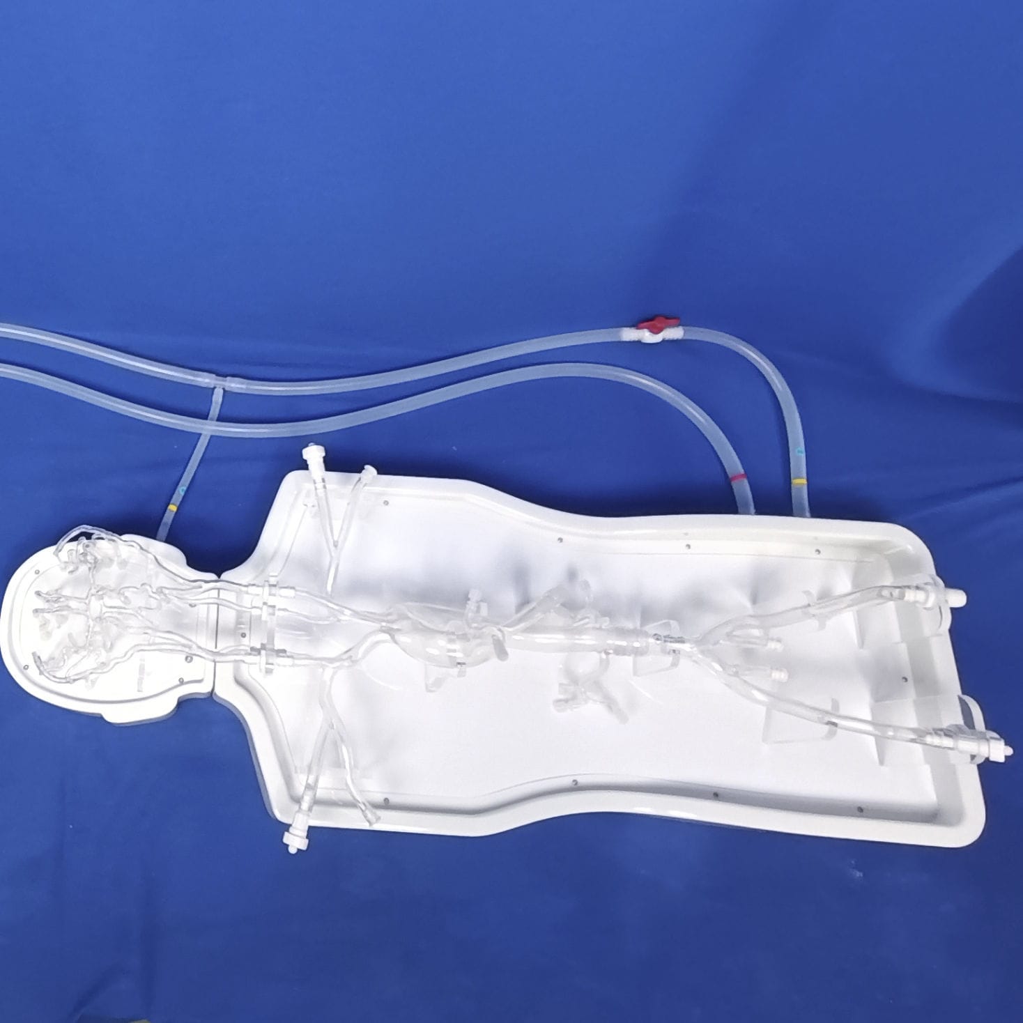 Cerebral vascular model - PLSJXG001A - Shanghai Preclinic Medtech ...
