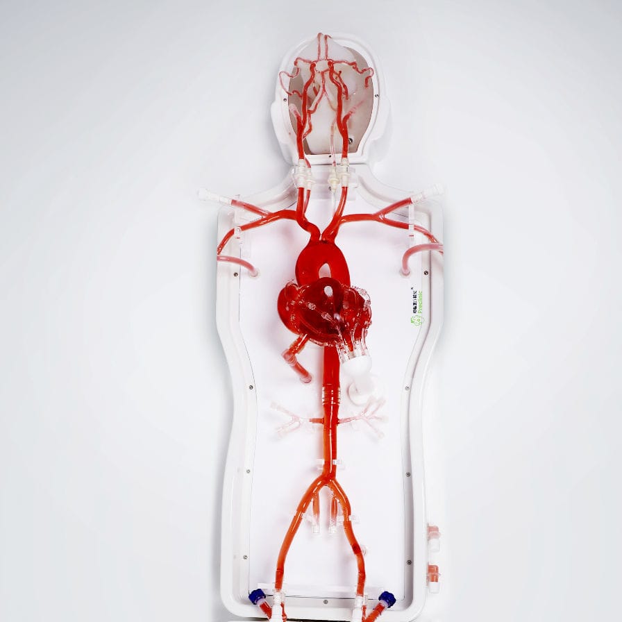 Abdominal vascular model - PLXZXG003 A - Shanghai Preclinic Medtech ...