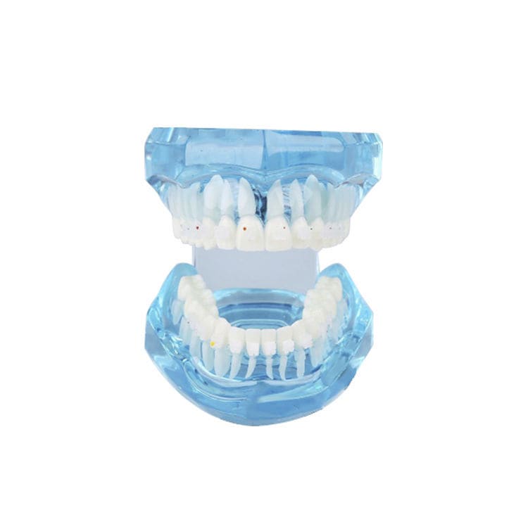 Denture model - UM-B21 - Tangshan UMG Medical Instrument - for orthodontics  / transparent