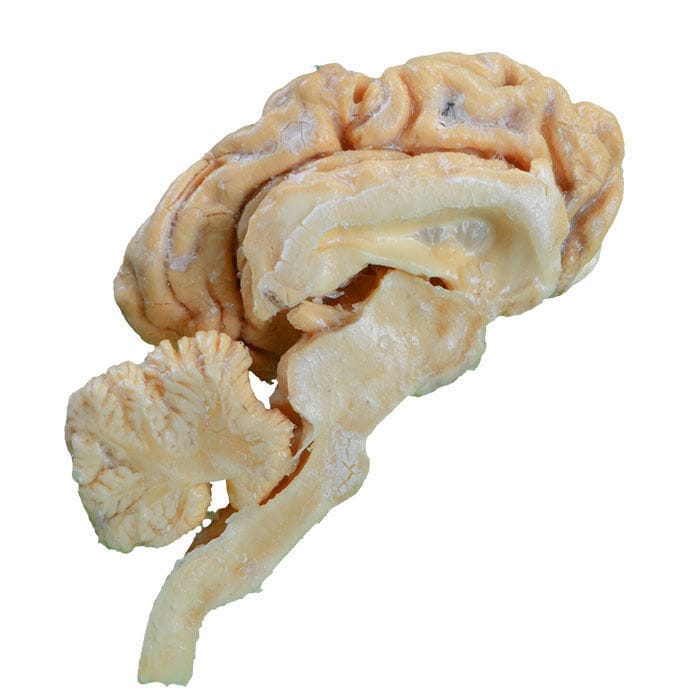 Brain model - MWDW-024 - MeiWo Science - veterinary / for teaching / cattle