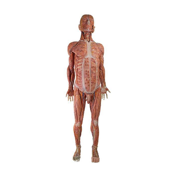 MAN ANATOMY MODEL 人体模型 4578184-19992914.jpg