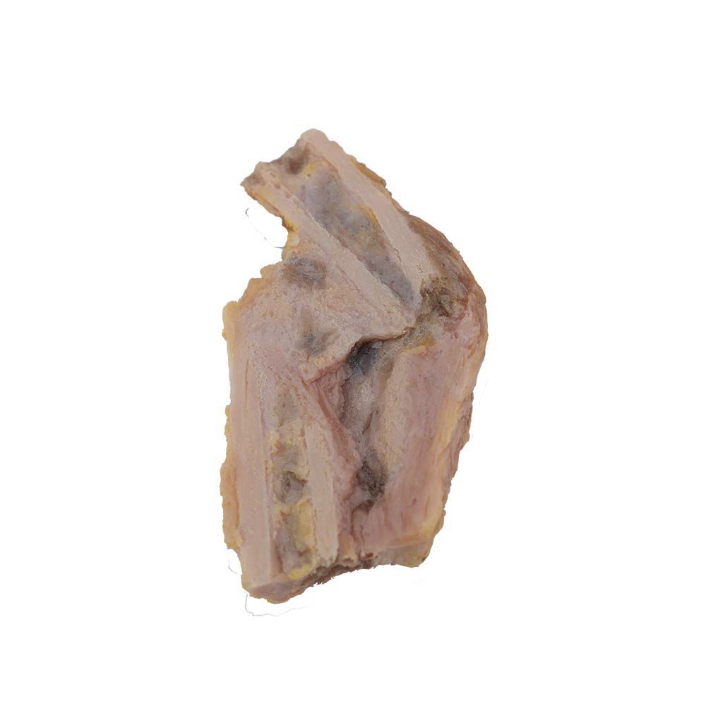 Bone model - PY-001 - MeiWo Science - for health education / for ...