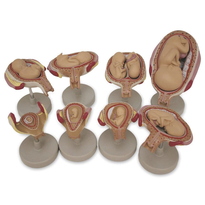 Uterus model - SB47759 - Nasco Heathcare - pregnancy / fetus