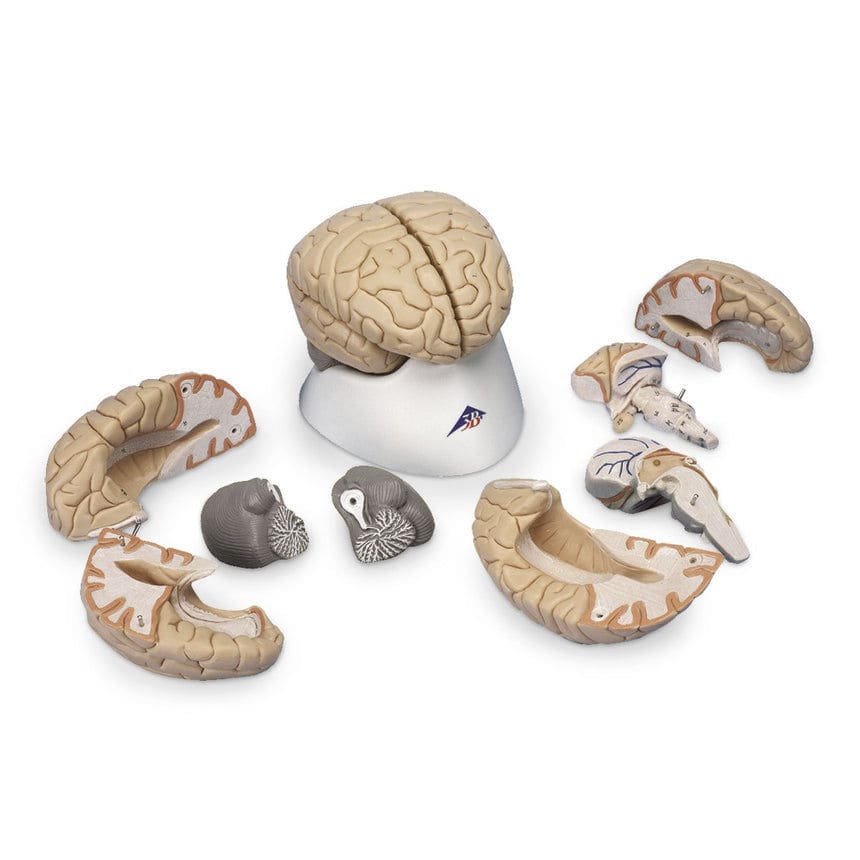 Temporal anatomical model - SB41143 - Nasco Heathcare - brain