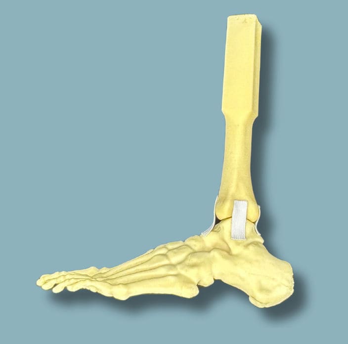 Foot anatomical model - 02-16-02 - ADDIDREAM - ankle / orthopedic ...