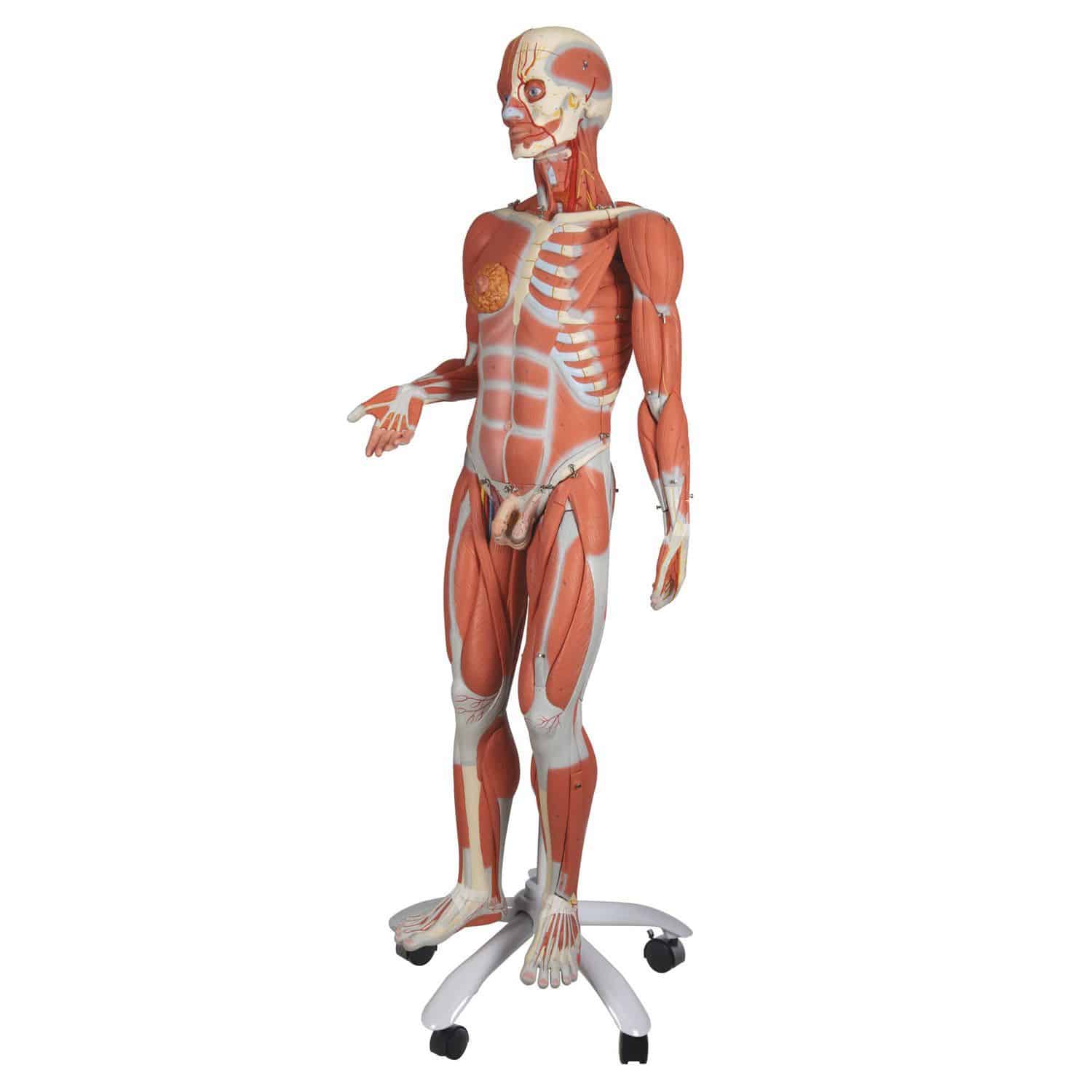 3B Scientific® Miniature Skeletons | Human Biology Models