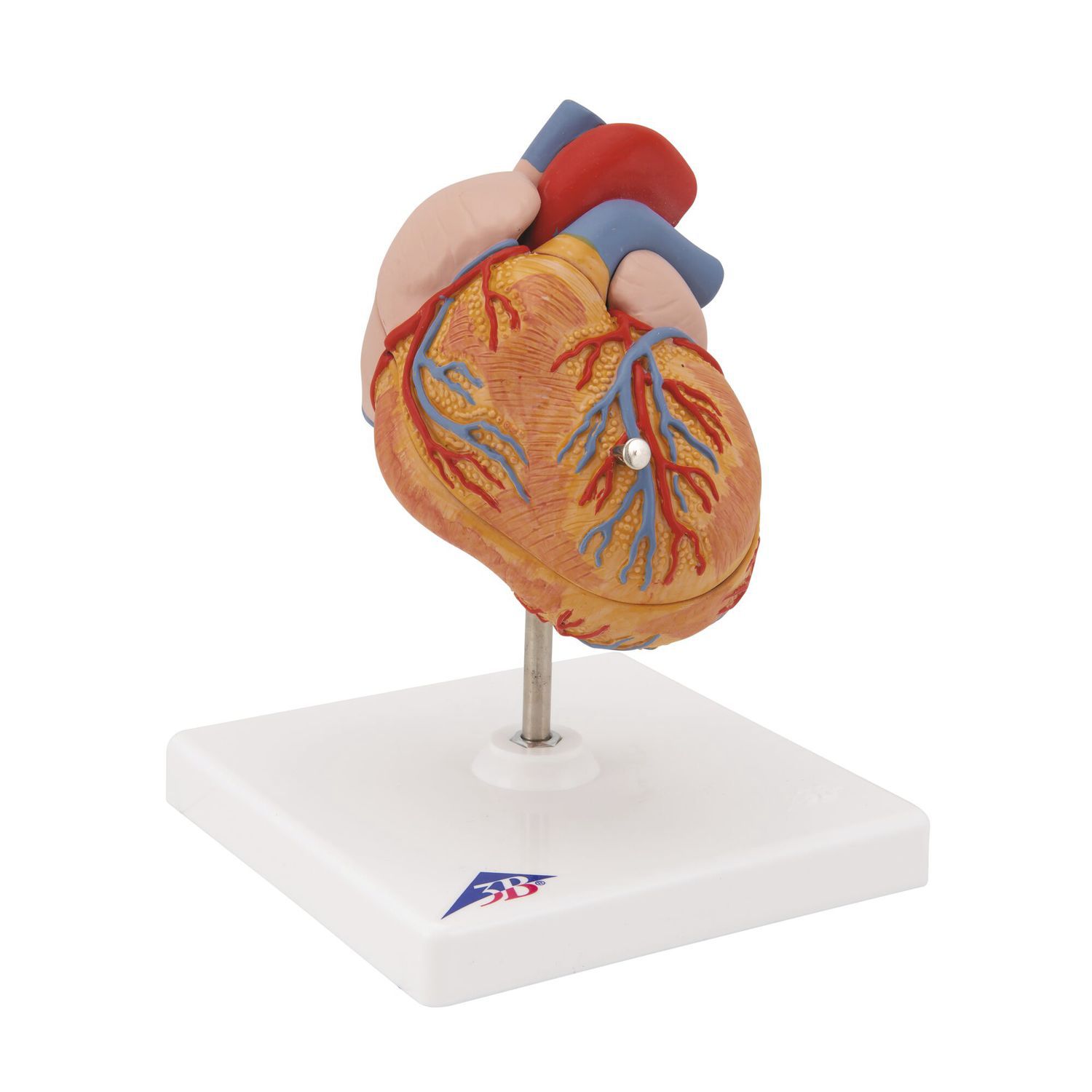 Heart anatomy model - G04 - 3B Scientific - for teaching