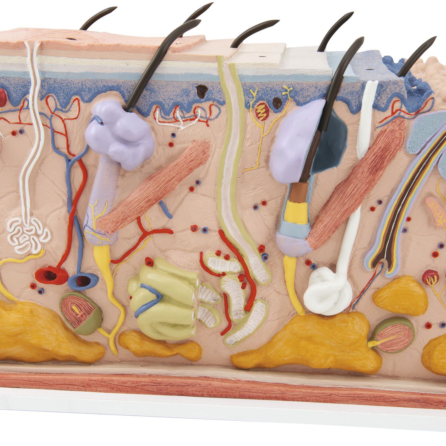 Skin anatomical model - J13 - 3B Scientific - for teaching