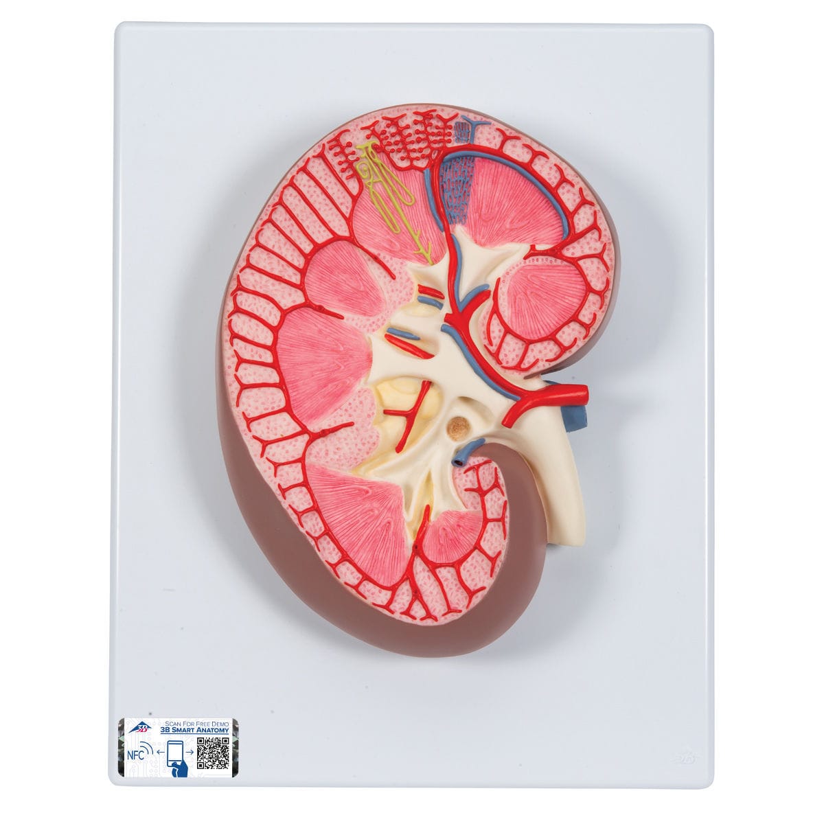 kidney-model-k10-3b-scientific-for-teaching
