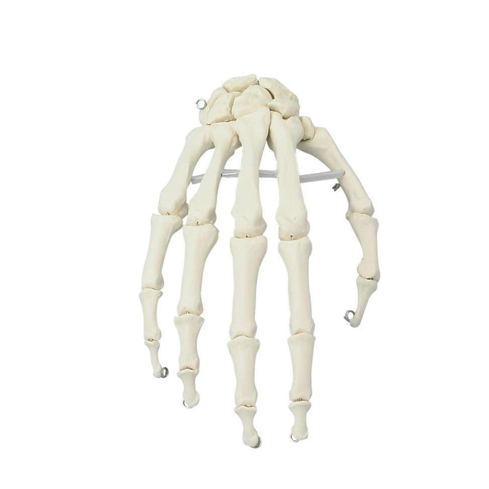 Hand anatomical model 6001 ErlerZimmer for teaching
