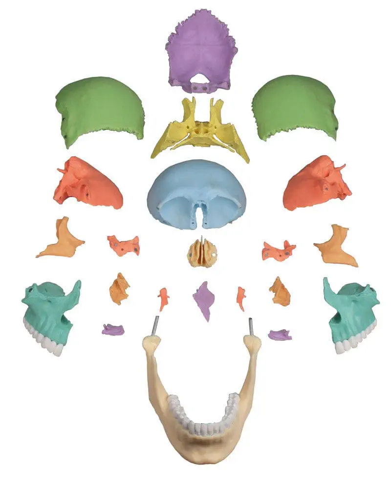 Skull model - 4708 - Erler-Zimmer - training / male