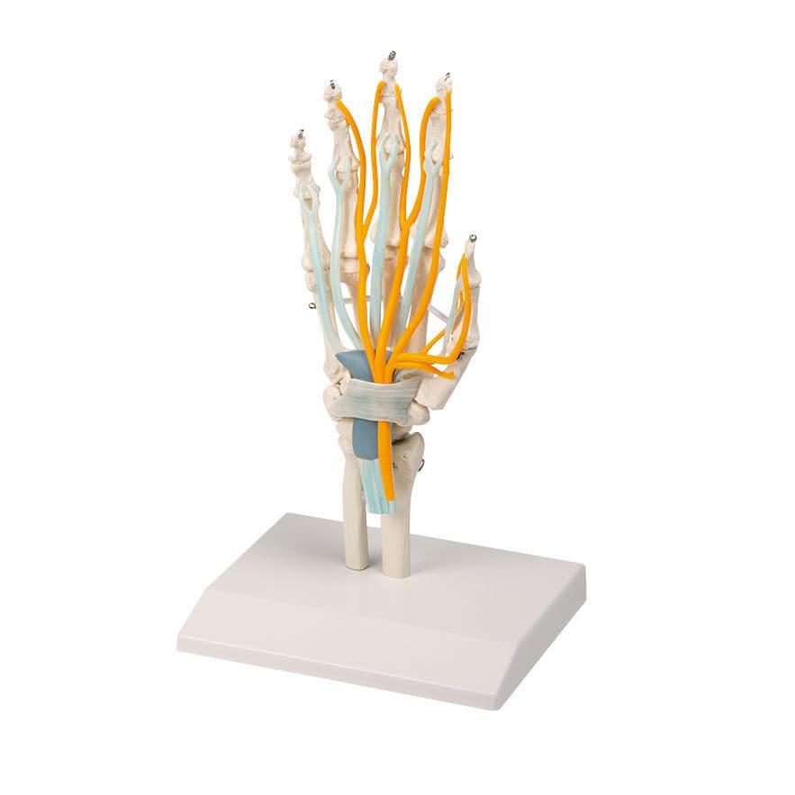 Hand anatomical model 6011 ErlerZimmer training / with nerves