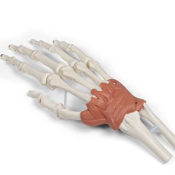 Wrist anatomical model 6018 ErlerZimmer pisohamate ligament / pisometacarpal ligament