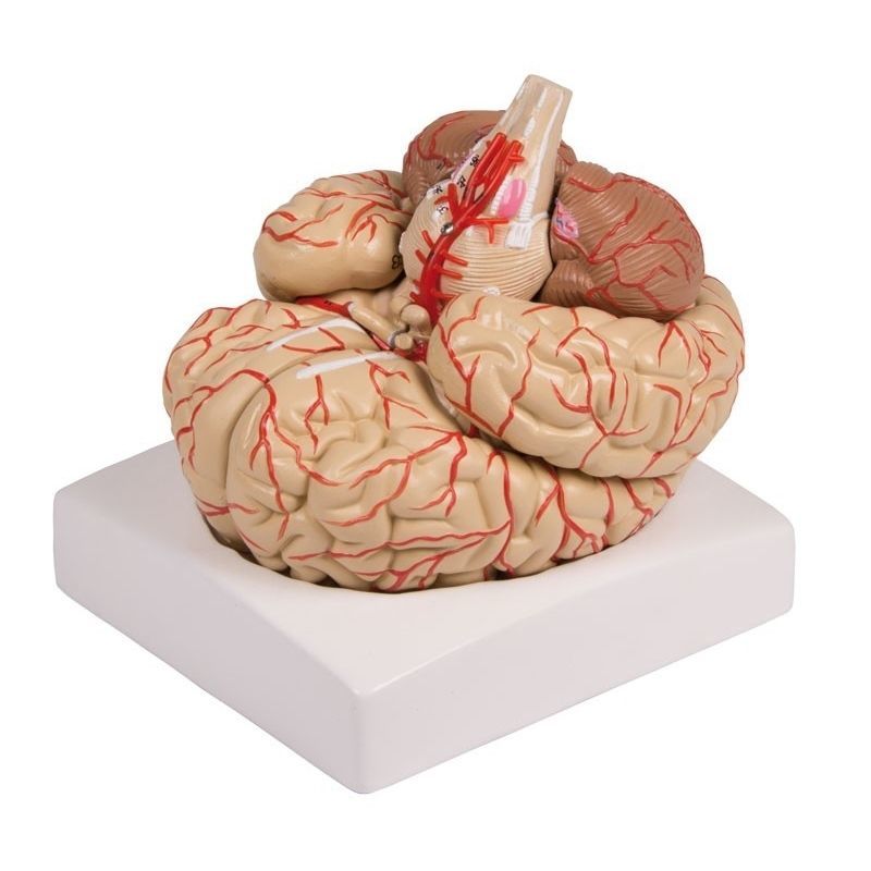 Artery model - C220 - Erler-Zimmer - brain / for teaching