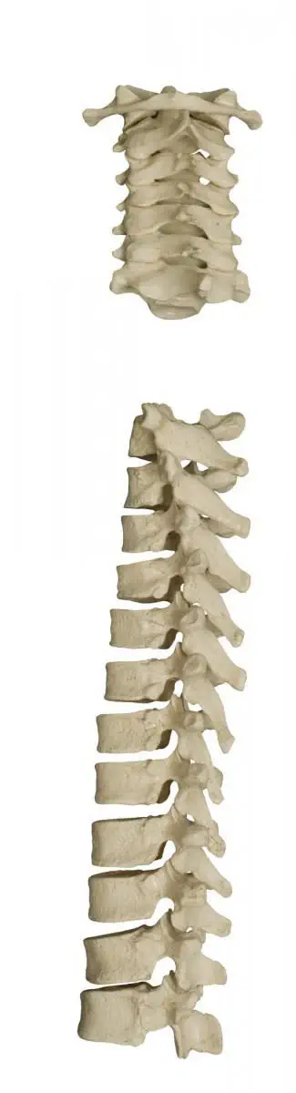Skeleton model - A202 - RÜDIGER - ANATOMIE - for teaching