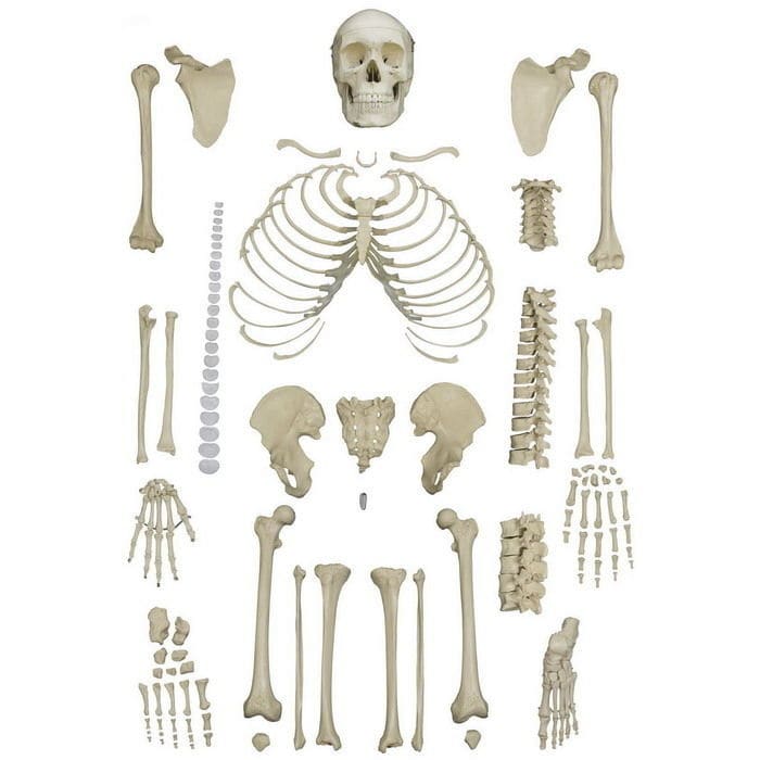 Skeleton model - A202 - RÜDIGER - ANATOMIE - for teaching / disarticulated