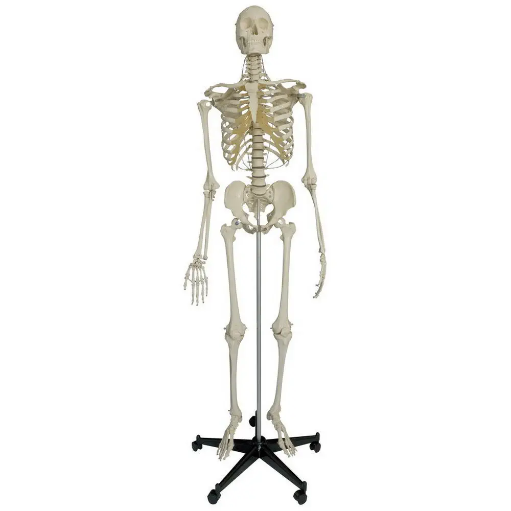 管楽器・吹奏楽器 ET2 #695 skeleton model Skeleton model - A205 - RÜDIGER - ANATOMIE - skull / joint / whole