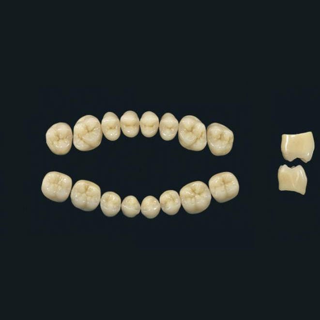Polymer acrylic dental prosthesis - TRIBOS 501 PM-LJ-A2 - GEBDI ...