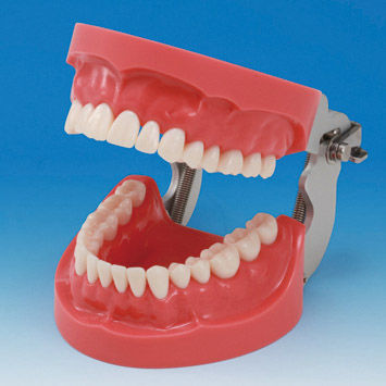 Denture model - PRO2001-UL-HD-FEM-32 - Nissin Dental Products Inc ...