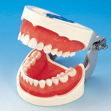Denture model - PRO2002-UL-SP-FEM-28 - Nissin Dental Products Inc