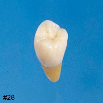 Tooth model - B3-305 - Nissin Dental Products Inc. - training