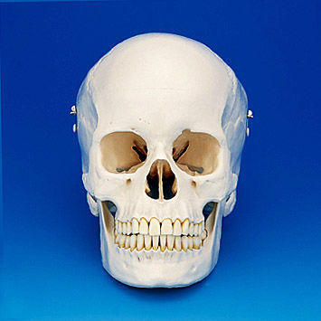 Skull model - ANA1003-T - Nissin Dental Products Inc. - dental