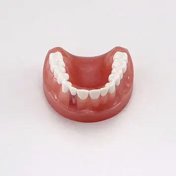 顎模型 NISSIN DENTAL MODEL Nissin Dental Model | Asian Medicos Enterprise
