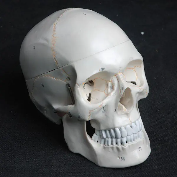 valiem MM SKULL(BONE) Sサイズ valiem MM SKULL(BONE) Sサイズ valiem MM SKULL(BONE) Sサイズ VALIEM