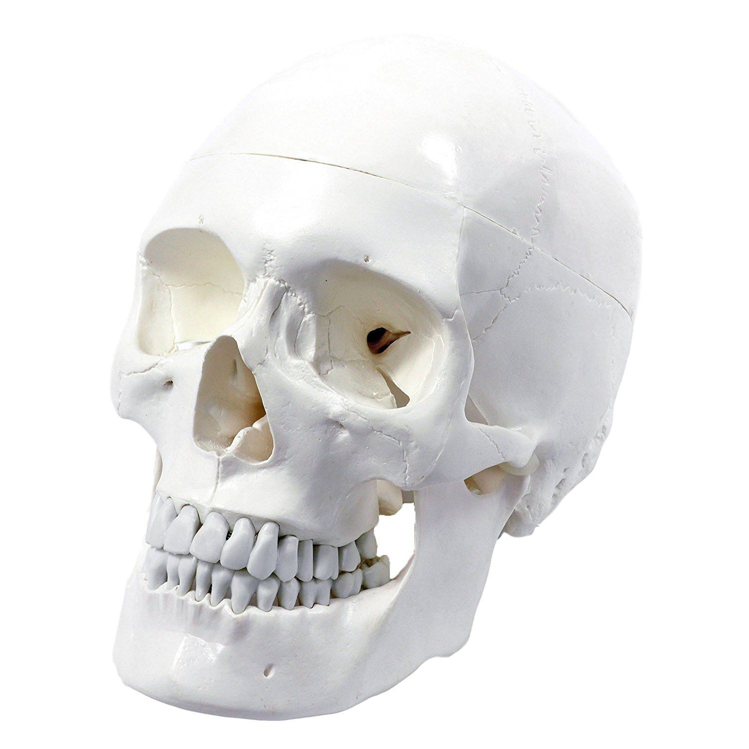 Skull model - Wellden International Inc. - head / for teaching / white