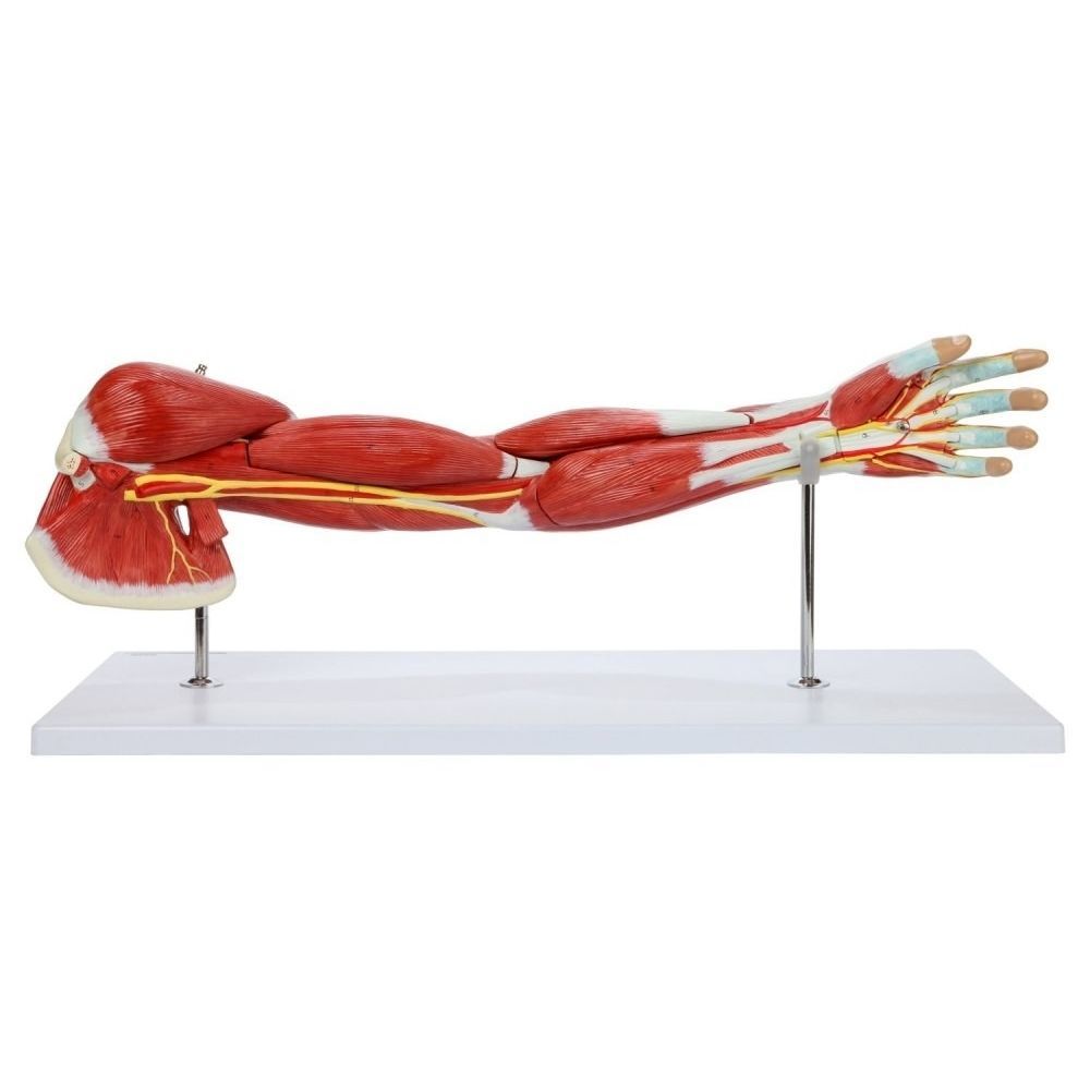 Muscle model - Wellden International Inc. - hand / shoulder / arm