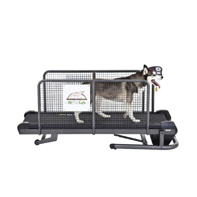 black king cavalier spaniel