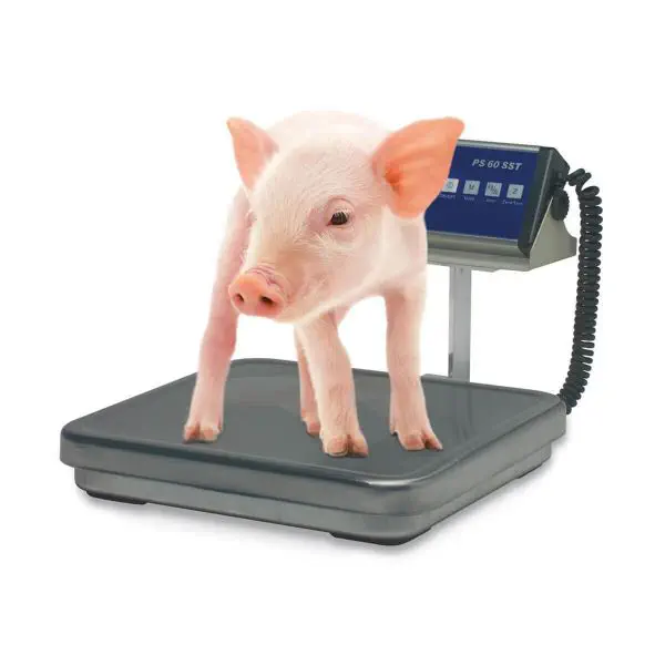 Piglet veterinary weighing scale - PS SST - Bosche GmbH & - platform Piglet veterinary weighing scale - PS SST - Bosche GmbH & - platform
