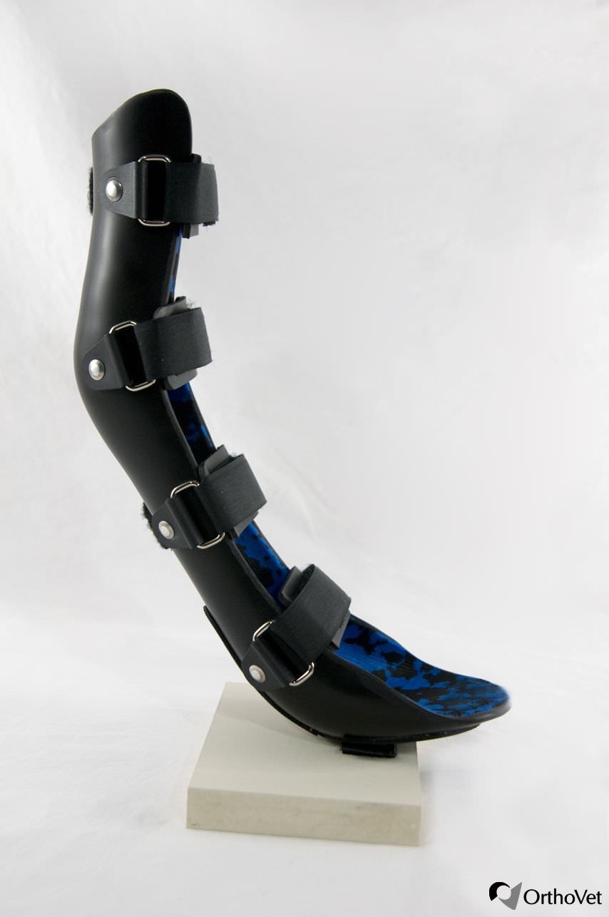 Paw veterinary splint OrthoVet for canines