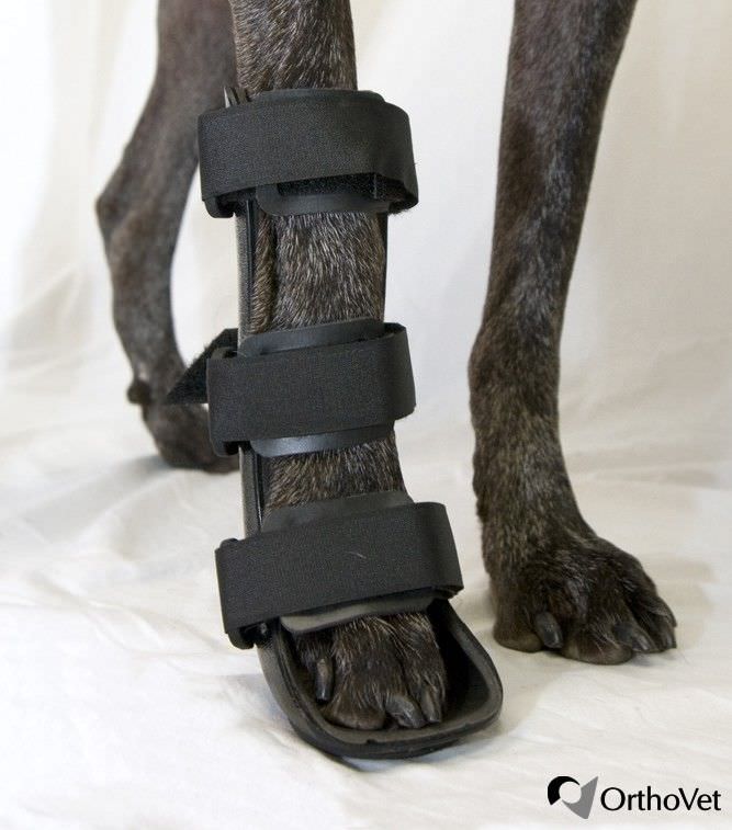 gabapentin for dogs broken leg