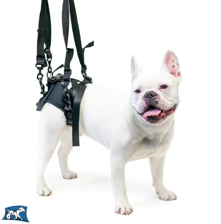 rear end harness for dogs