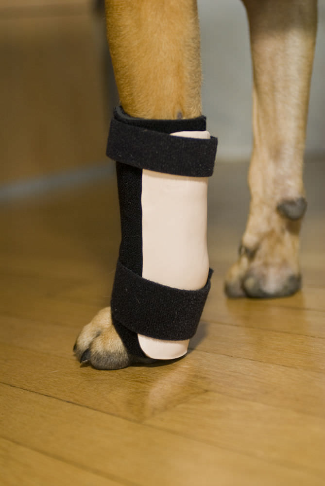 Carpal tunnel veterinary splint TheraPaw for canines