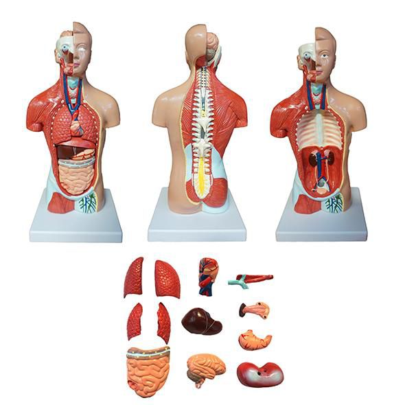 Torso model - YA/T031 - YUAN TECHNOLOGY LIMITED - for teaching