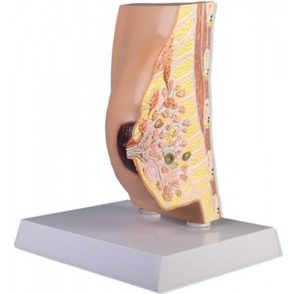 Breast model ZKL117B Educational + Scientific Products Ltd