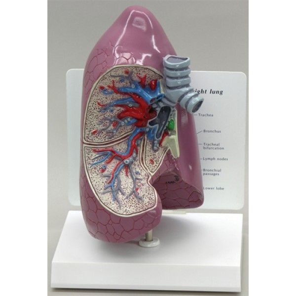 Lung model - ZKJ-663-L - Educational + Scientific Products Ltd