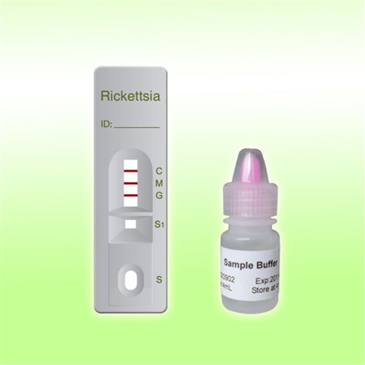 Rapid infectious disease test - 1O06C2 - Boson Biotech Co Rapid infectious disease test - 1O06C2 - Boson Biotech Co